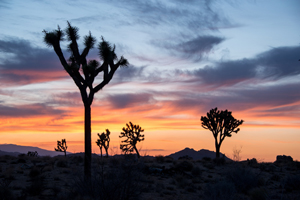 Joshua Tree